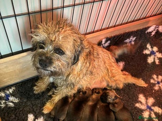 Border Terrier dogs - Advert 1