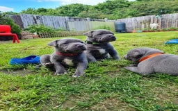 Staffordshire Bull Terrier dogs for sale: Playful Blue Staffordshire Bull Terriers For Sale - Image 2