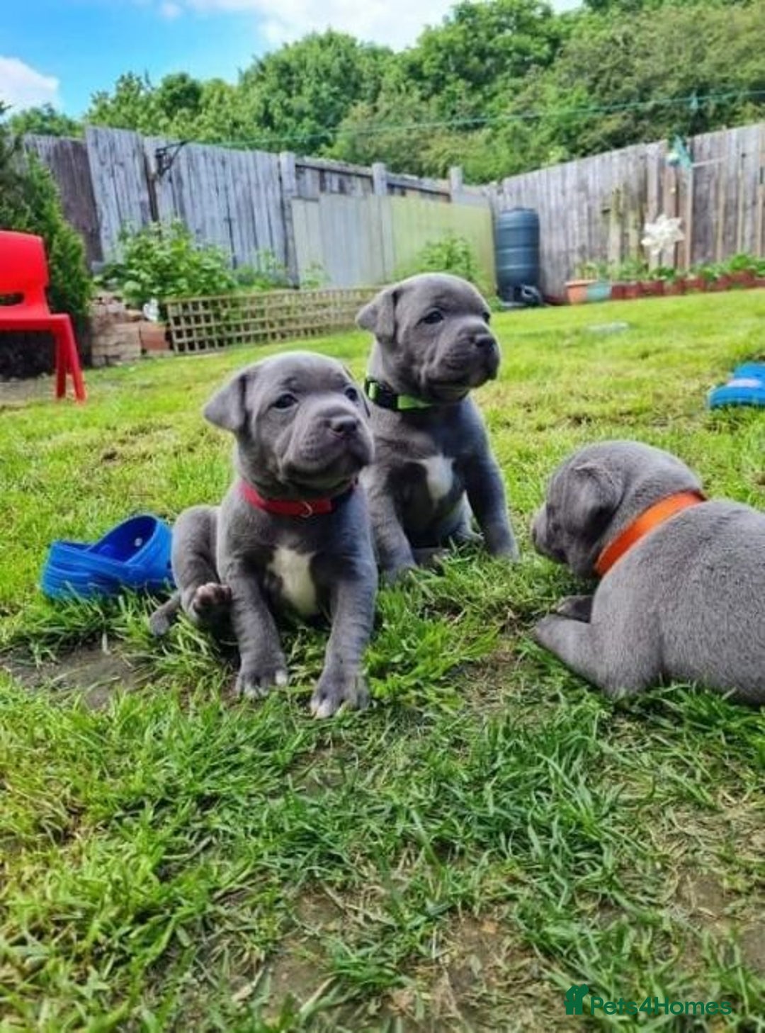 Staffordshire Bull Terrier dogs for sale: Playful Blue Staffordshire Bull Terriers For Sale - Image 2
