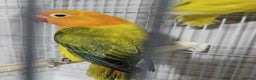 Lovebirds birds for sale: EWING OPLINE YELLOW FACTOR LOVEBIRDS  - Advert 16