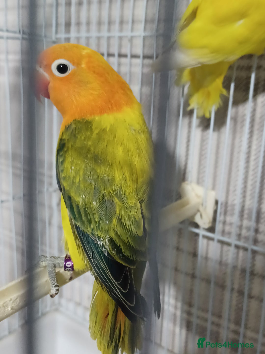 Lovebirds birds for sale: EWING OPLINE YELLOW FACTOR LOVEBIRDS  - Advert 16