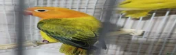 Lovebirds birds for sale: EUWING OPLINE YELLOW FACTOR LOVEBIRDS  - Advert 16