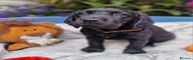 Springador 7