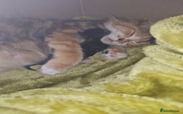 Mixed Breed cats for sale: Mixed breed with Maine Coone kitten  - Image 2