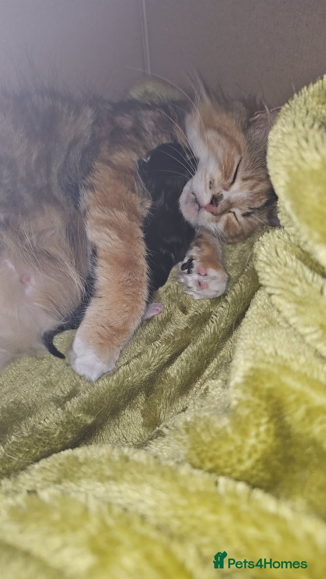 Mixed Breed cats for sale: Mixed breed with Maine Coone kitten  - Image 2
