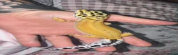 Leopard Gecko reptiles for sale: Female Green & Tangerine Clown - Advert 5