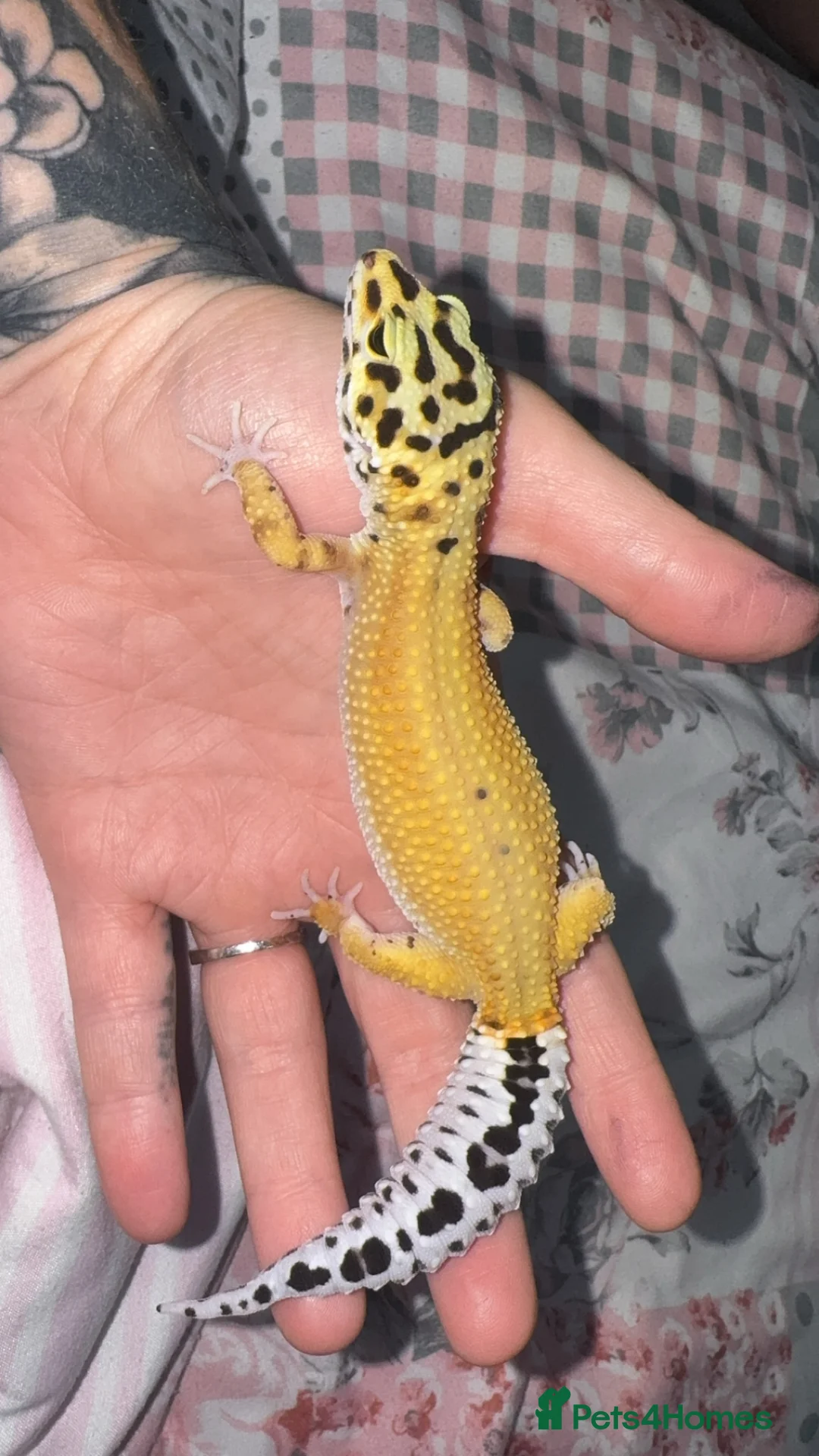 Leopard Gecko reptiles for sale: Female Green & Tangerine Clown - Advert 5