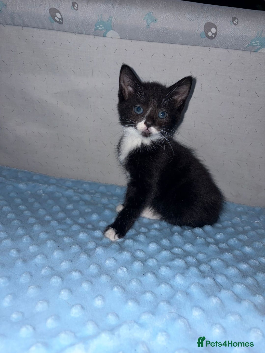 Mixed Breed cats for sale: Lovely tabbies tuxedo and grey tabbies  - Advert 3