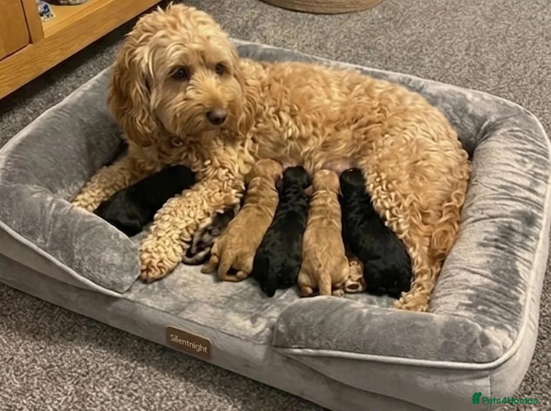 Cockapoo dogs for sale: Cockapoo Puppies - Advert 9