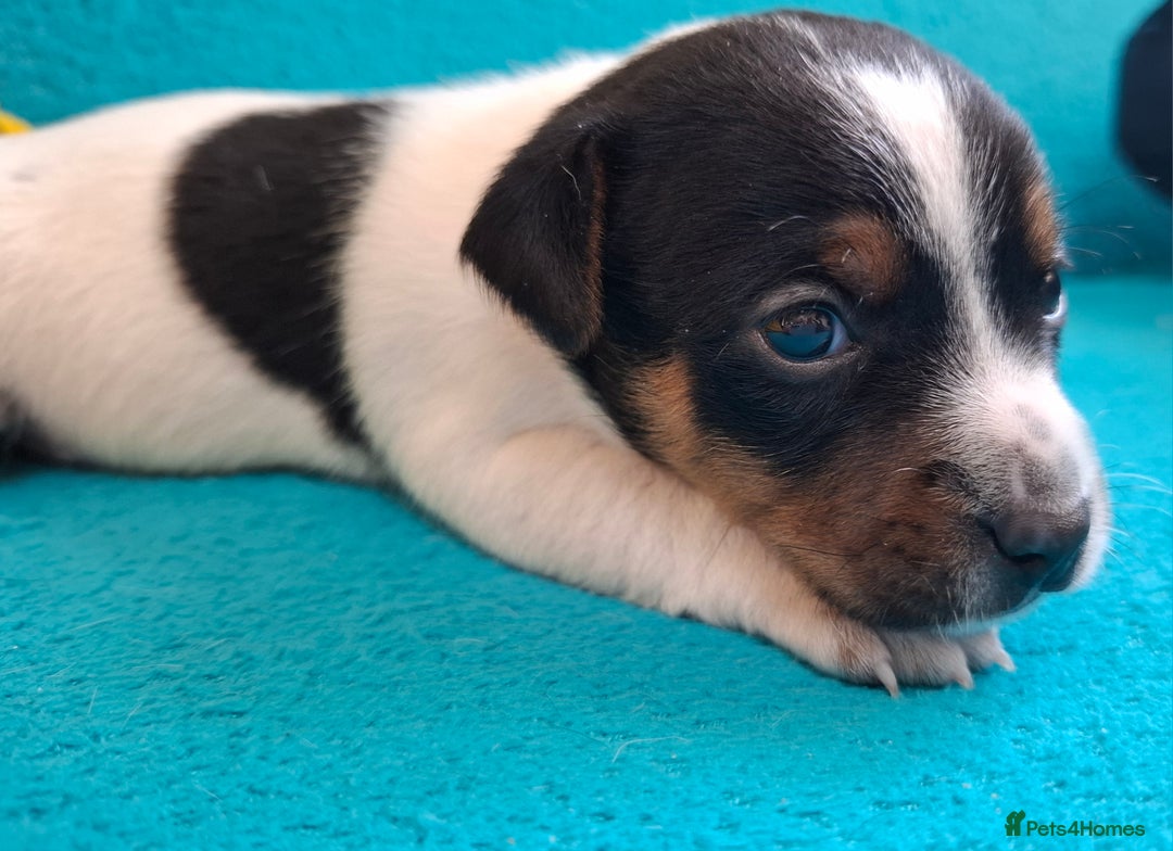 Jack Russell dogs for sale: Quality pure bred  Jack Russel babies  - Advert 23