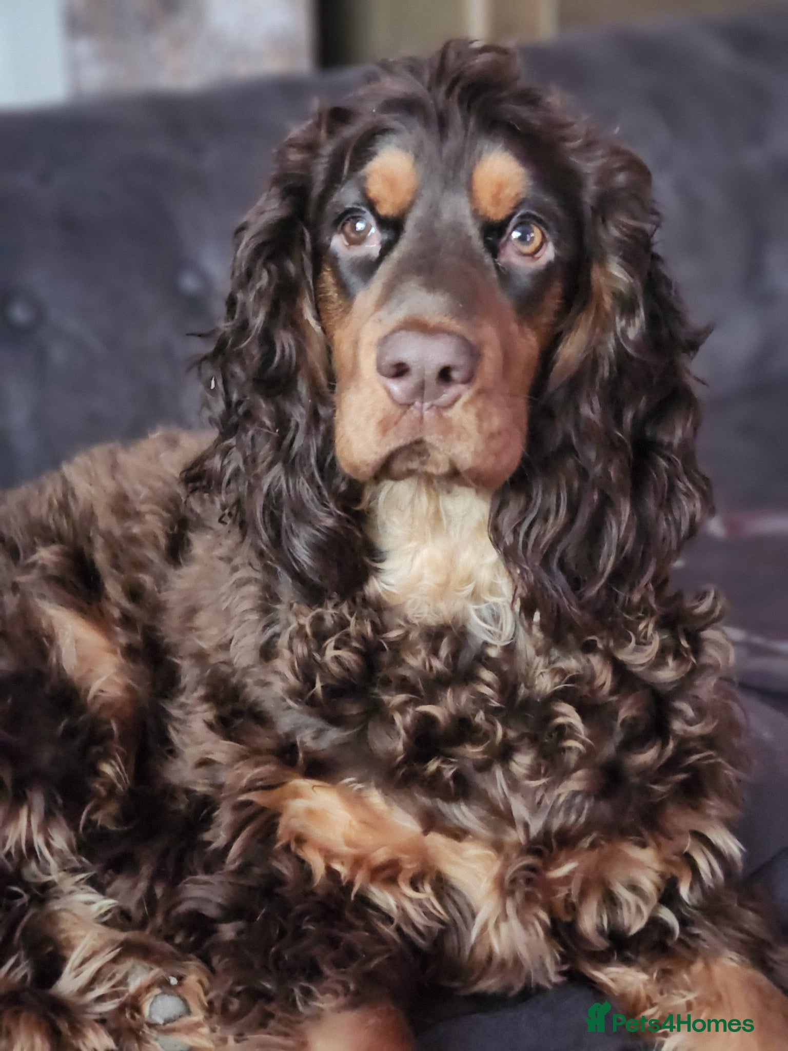 Cocker Spaniel dogs Ralfy a beautiful boy - Advert 1