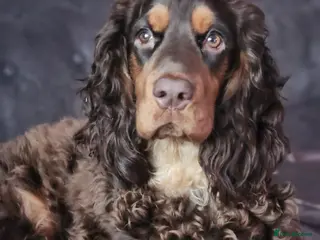 Cocker Spaniel dogs Ralfy a beautiful boy - Advert 1