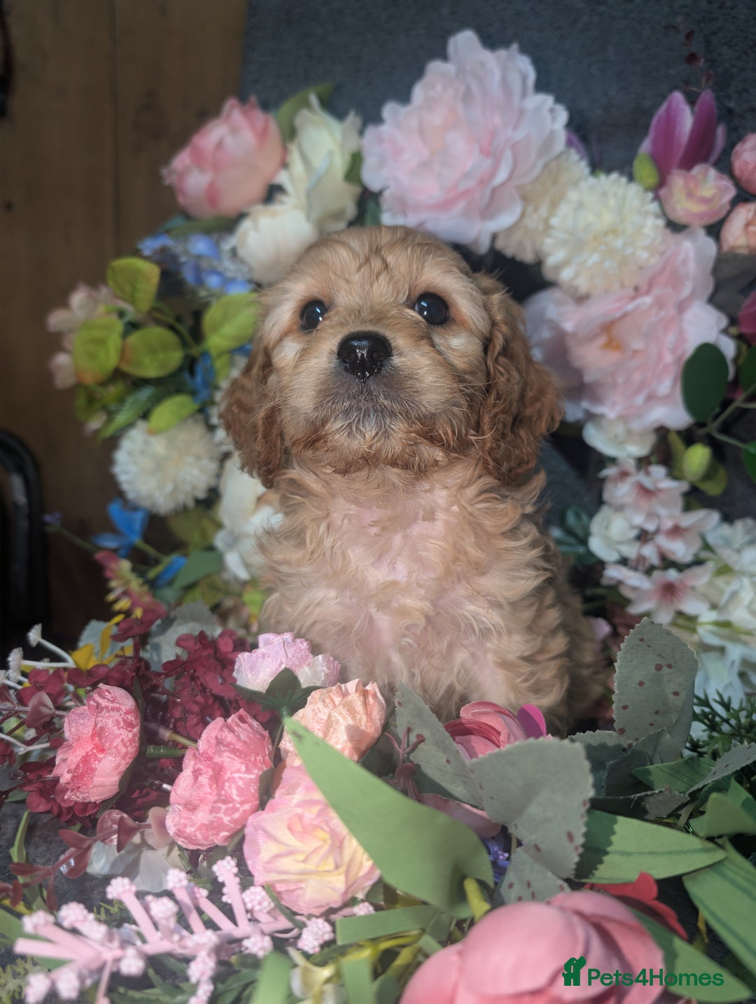 Cavapoo dogs for sale: Cavapoo F1  - Advert 7