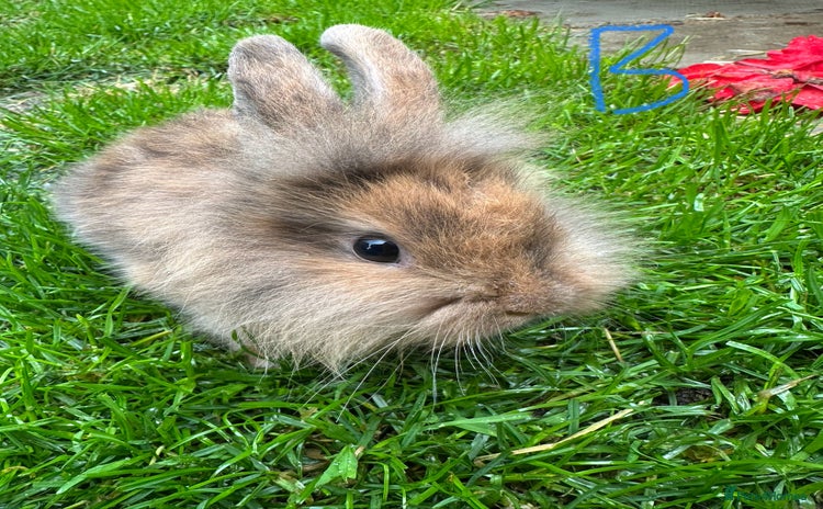 Lionhead rabbits - Advert 10