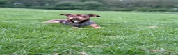 Mixed Breed dogs for sale: Rehoming a Labrador bulldog mix  in Gateshead - Advert 1