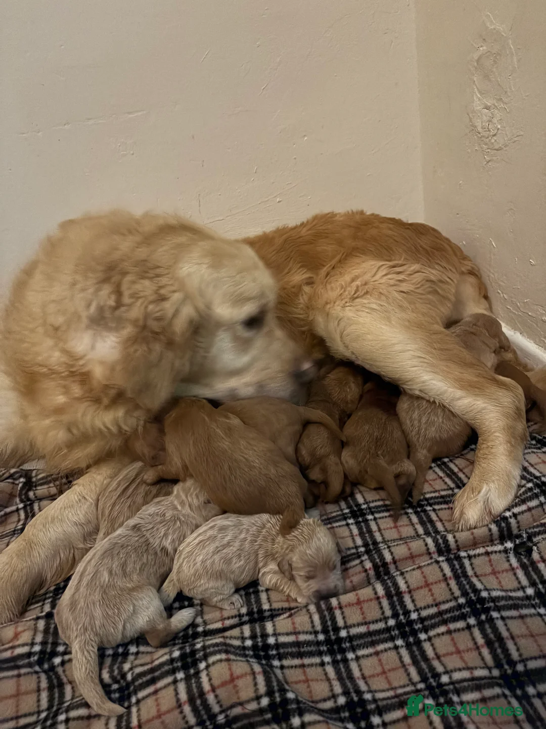 Mini Goldendoodle dogs for sale: Are Gorgeous golden doodle puppies 🐶 - Advert 2