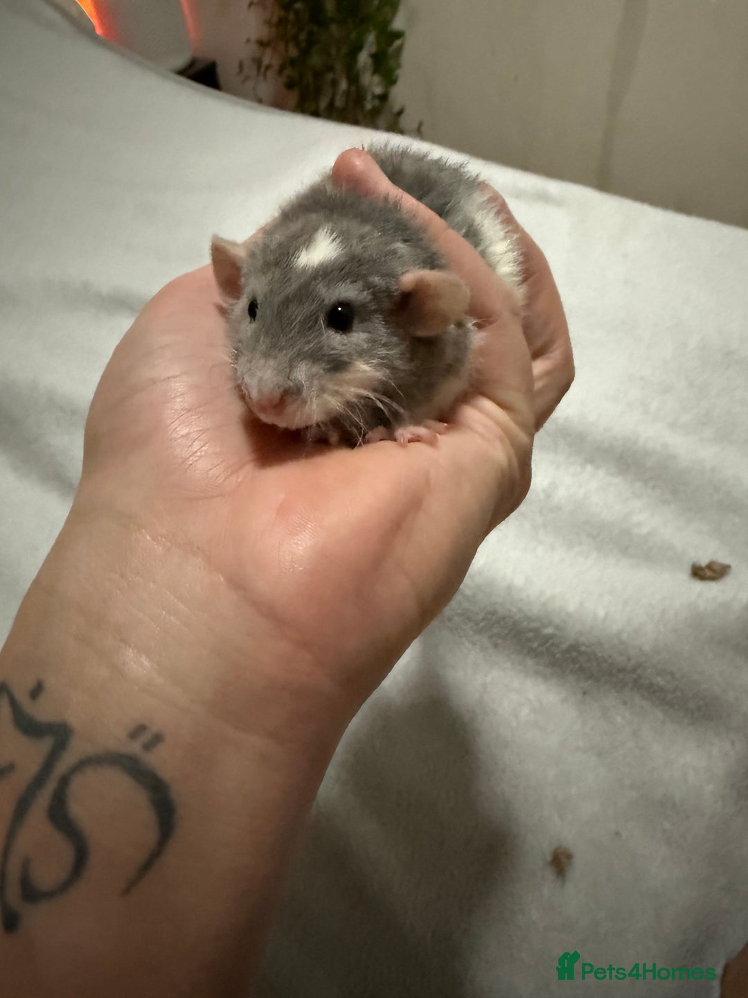 Rat rodents for sale: 4 male jumbo rats  - Advert 8