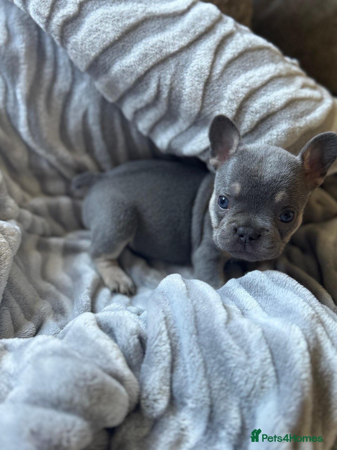 French Bulldog dogs for sale: French bulldog puppies - Image 16