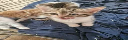 Mixed Breed cats for sale: Mixed breed kittens - Advert 8