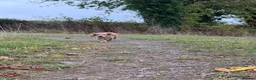 Cocker Spaniel dogs for sale: Golden boy for sale - Advert 4