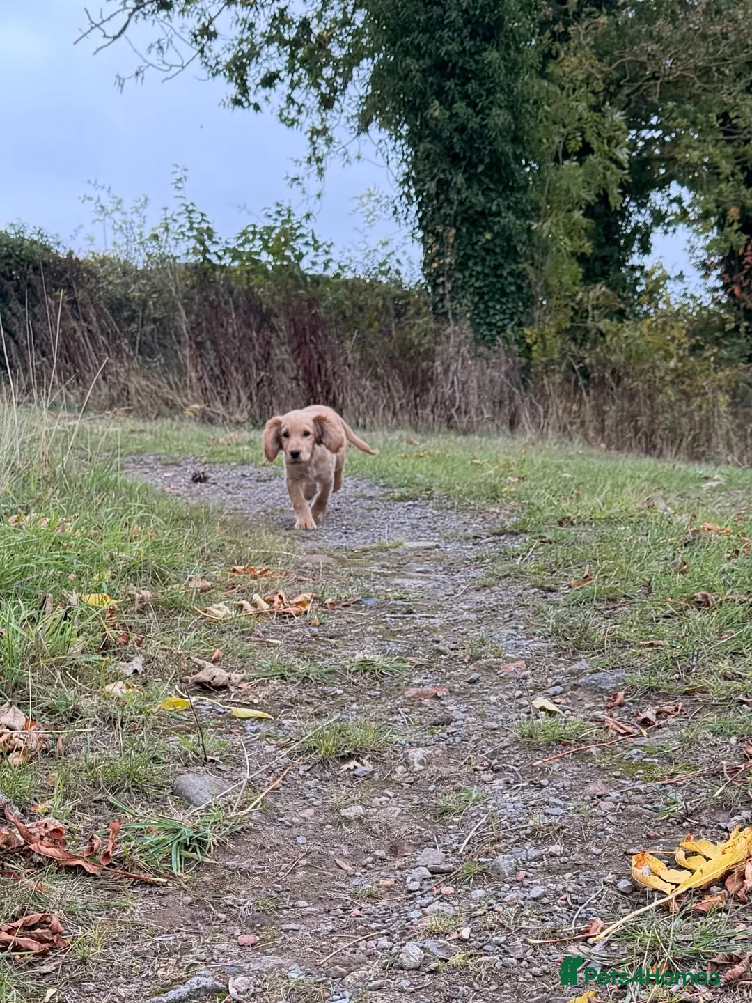 Cocker Spaniel dogs for sale: Golden boy for sale - Advert 4