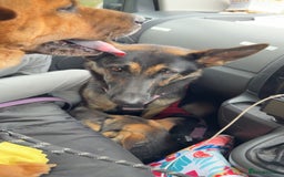 German Shepherd dogs for sale: Male and female German shepherd  - Image 3