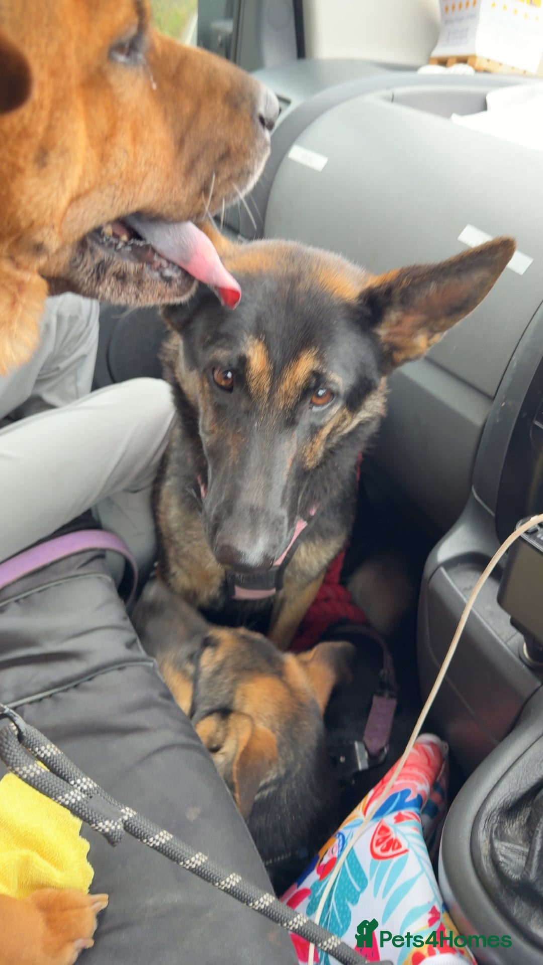 German Shepherd dogs for sale: Male and female German shepherd  - Image 3