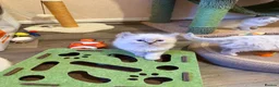 Ragdoll cats for sale: 🐾 Adorable Ragdoll  Kittens for Sale! 🐾  - Advert 4