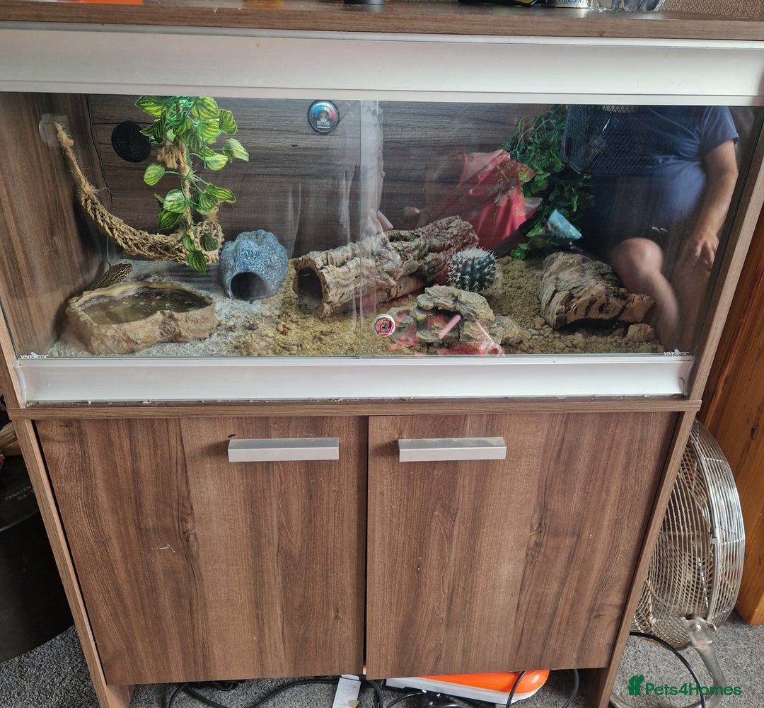 Leopard Gecko reptiles for sale: 5 year old male leopard gecko  - Image 7