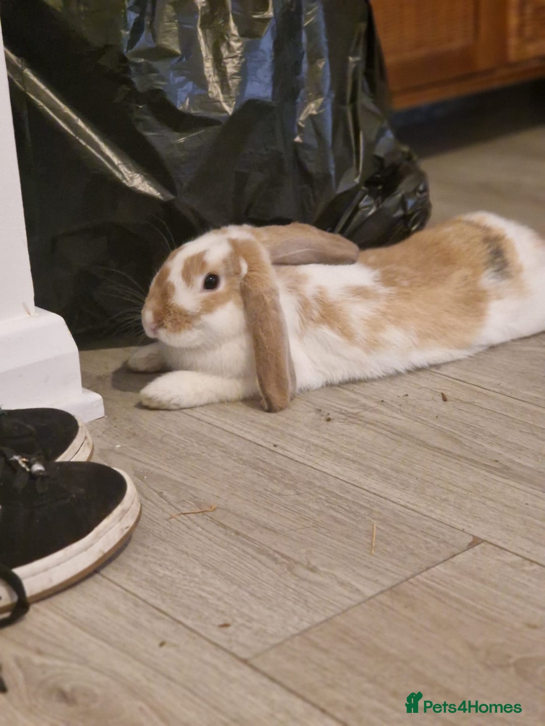 English rabbits for sale: Ginger and white female bunny - Advert 3