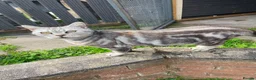British Shorthair cats for sale: British shorthair females for sale  - Advert 6