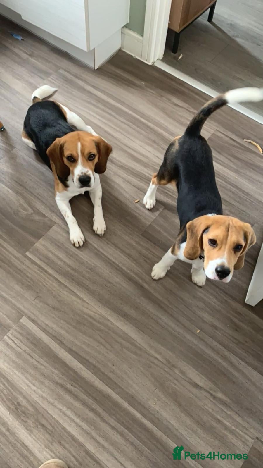 Beagle dogs Pair of beagle dogs for rehoming. - Advert 9