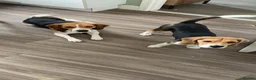 Beagle dogs for sale: Pair of beagle dogs for rehoming. - Advert 1