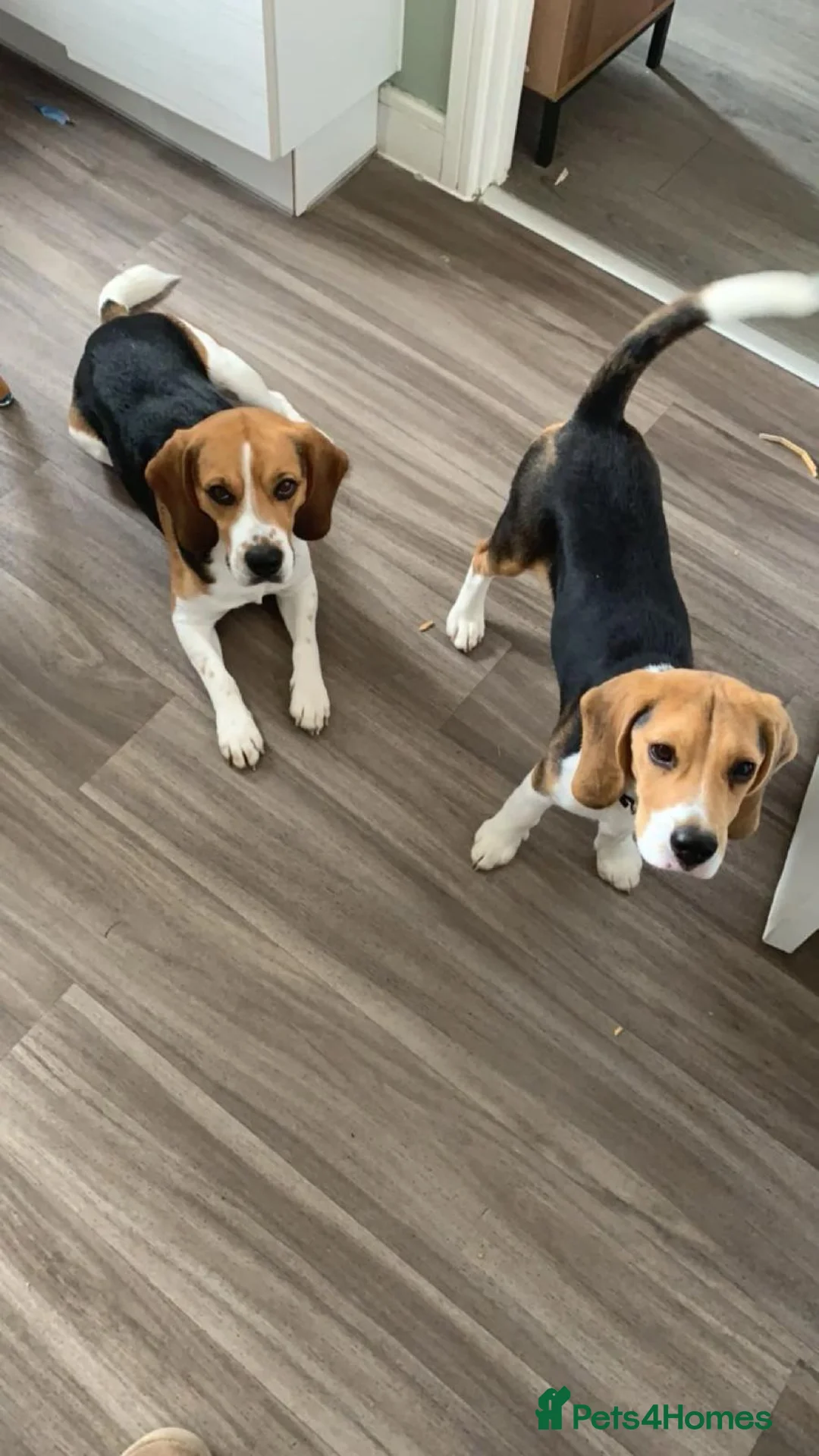 Beagle dogs for sale: Pair of beagle dogs for rehoming. - Advert 1