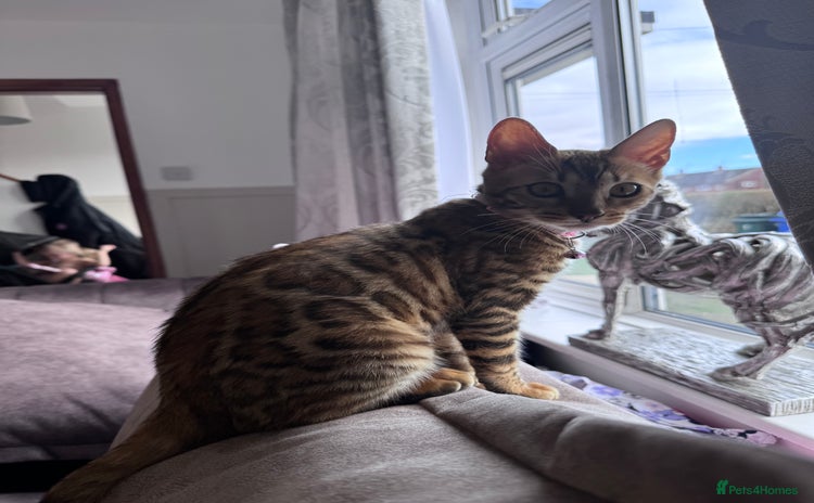 Bengal cats - Advert 13