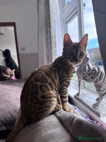 Bengal cats - Advert 13