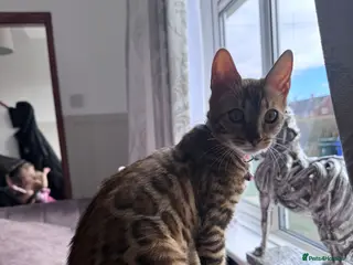 Bengal cats Bengal Cat - Advert 1