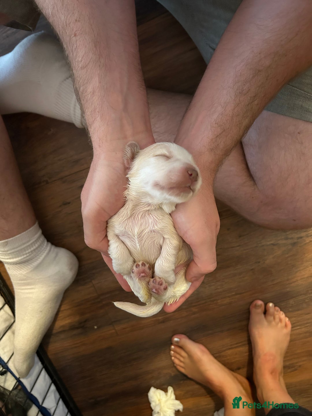 Cocker Spaniel dogs for sale: Gorgeous Cocker Spaniel Puppies - Image 15
