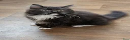 Ragdoll cats for sale: Gorgeous Fluffy Tuxedo Ragdoll Boy  - Advert 8
