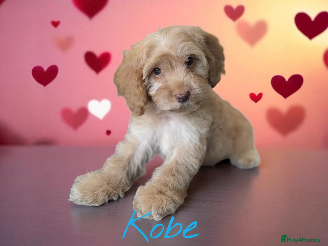 Cockapoo dogs for sale: ⭐️REDUCED⭐️ chocolate tri colour DNA clear F1 - Image 9