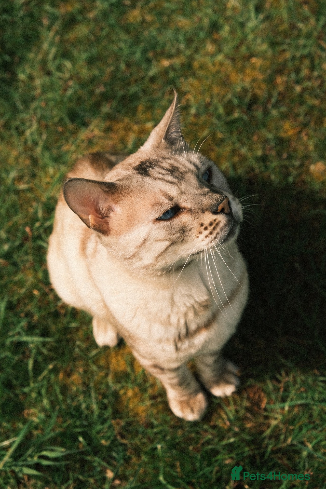 Bengal cats for sale: Otis - 6 year old snow bengal  - Advert 9