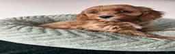 Cavapoo dogs for sale: Beautiful Cavapoos (health tested parents) - Advert 2