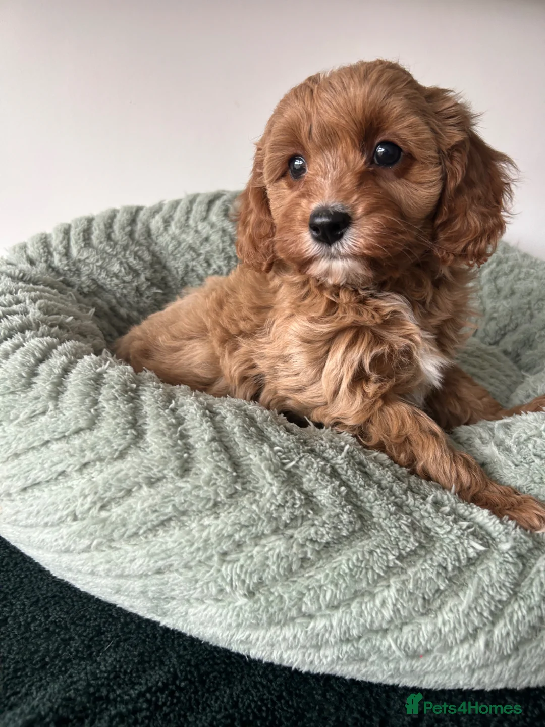 Cavapoo dogs for sale: Beautiful Cavapoos (health tested parents) - Advert 2