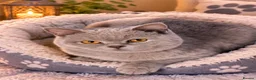 British Shorthair cats for sale: Beautiful Kittens 😻😻 - Advert 6