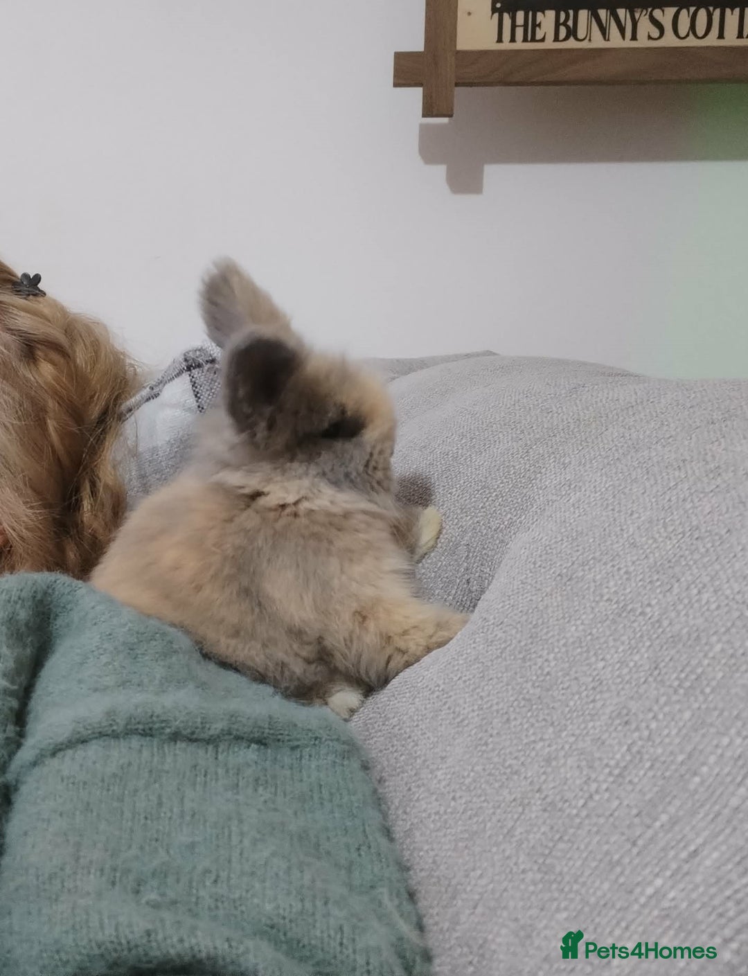 Lionhead rabbits for sale: Pure Breed Fluffy Double Mained LionHead Kits - Advert 8