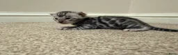 Bengal cats for sale: 4 bengal kittens  - Advert 10