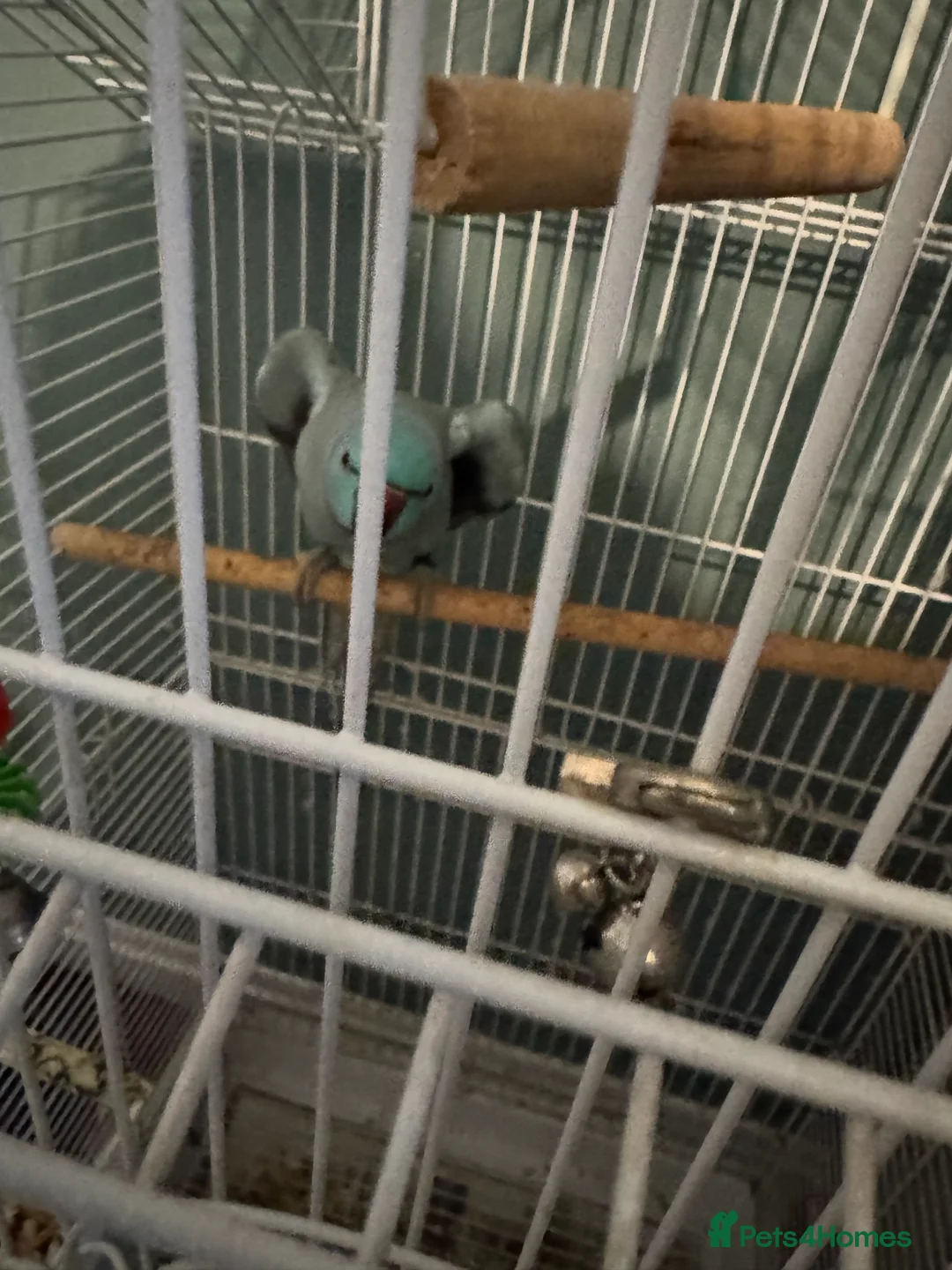 Parakeets birds for sale: ring neck bird  - Advert 2