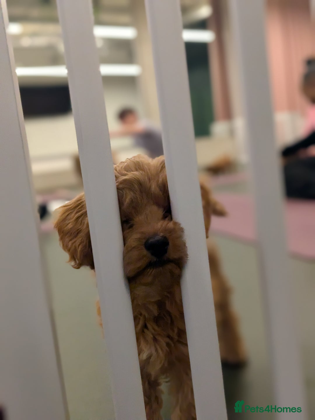 Cockapoo dogs for sale: F2 Cockerpoos Ready for their new homes. - Advert 36