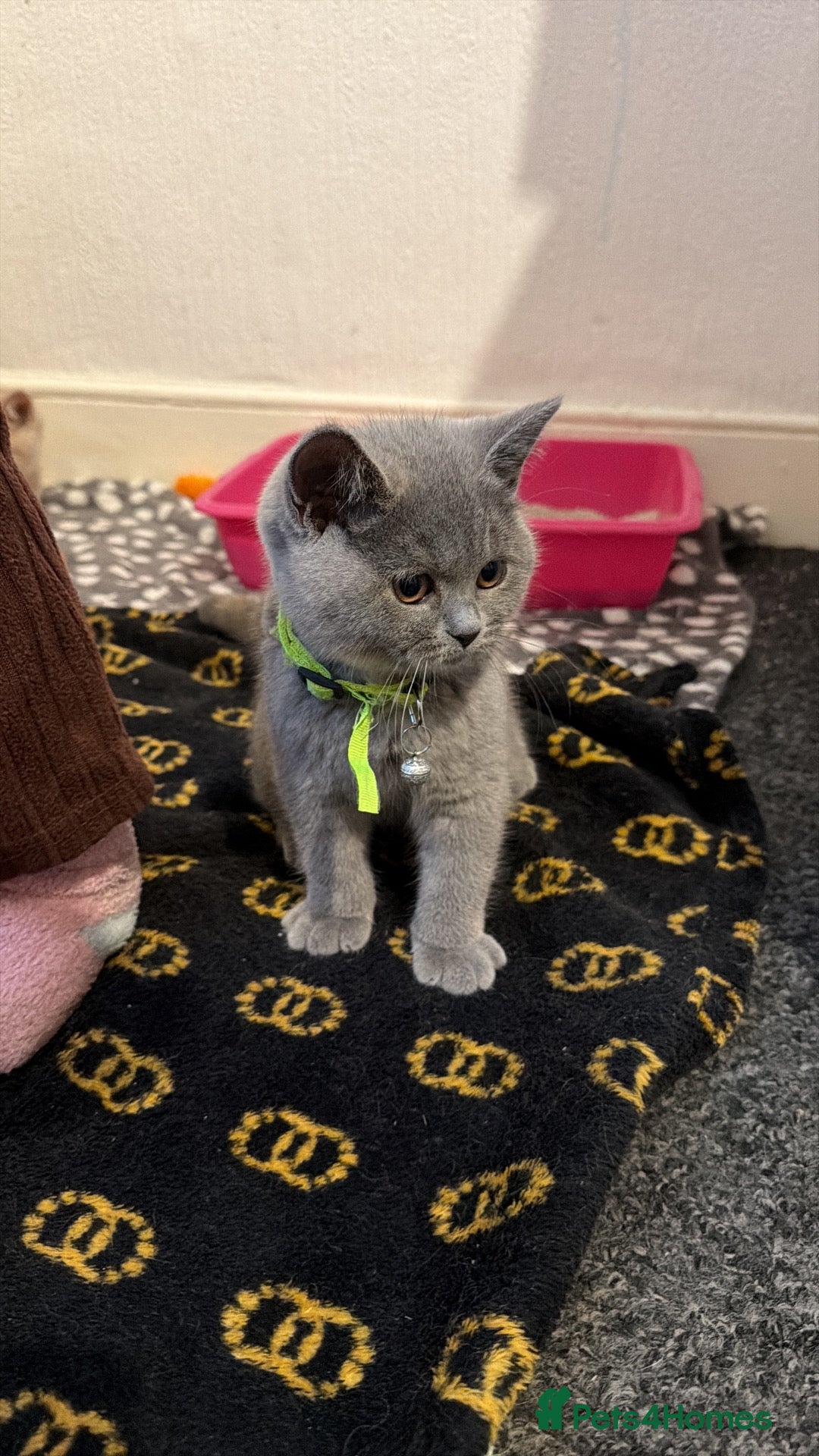 British Shorthair cats Britishshorthairs kittens  - Advert 6