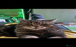 Brazilian Shorthair cats for sale: Reluctant rehome for Tiggy - Image 2